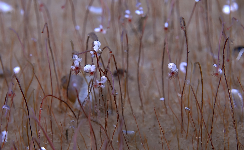 中國(guó)科學(xué)院深淵團(tuán)隊(duì)發(fā)現(xiàn)全球最深化能合成生態(tài)系統(tǒng)...